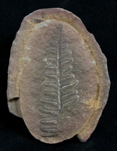Fern Fossil From Mazon Creek - Million Years Old #2155